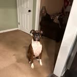 Barkley Jones Louise - @barkley_boxer1009 - Instagram