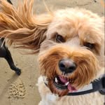 Barkleythecavapoo1 - @barkley.jonescavapoo - Instagram