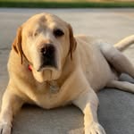 Bobo - @barkley_jones_ - Instagram