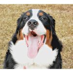 Barkley Robinson - @barks.alot - Instagram