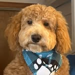 Barkley Robinson - @thebarkleydoodleshow - Instagram