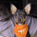 Barkley Romero - @barkley.romero - Instagram