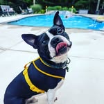 Charlie Barkley Romero - @ourcharliebarkley - Instagram