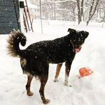 Barkley Marchie Smith - @barkleythebrewerydog - Instagram
