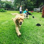 Barkley Smith - @barkley_the_dogo - Instagram