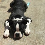 Hudson Barkley Smith - @hudson_chronicles - Instagram