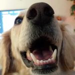 barkley thompson - @barkley_thompson - Instagram