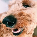 Barkley Wilson - @barkleythegoldendood - Instagram