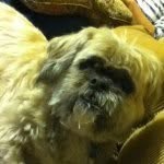 Barkley Wilson - @barkleyboo - Instagram
