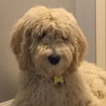 Barkley Wilson - @adoodlenamedbarkley - Instagram