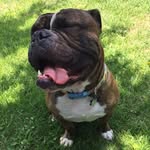 Barkley Wilson - @barkley.the.bully - Instagram