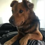 Barkley Wilson Sterling - @barkleythechowmix - Instagram