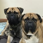 Wilson & Barkley (AKA Mr. Big Chops & Sparkles) - @wilsonandbarkleythewoofists - Instagram
