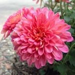 Barlin Mohamed - @barlin1966 - Instagram