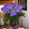 Laura Barlow-Smith - @laura.barlowsmith - TikTok