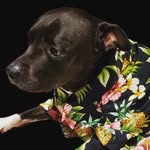 Barnabas Collins - @topsail_island_dog - Instagram