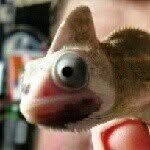 Barnabas Collins - @barnabas_da_chameleon - Instagram