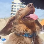 Barney🐾 - @barnabasmiller - Instagram
