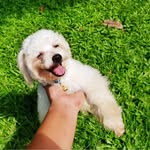 Barney Allen - @barney_poodlepom - Instagram