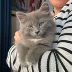Barnaby - @barnaby_baker_cat - Instagram