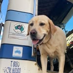 Barnaby Baker-Greensill - @barnaby_labrador - Instagram