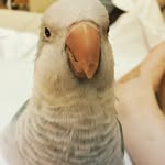 Barnaby Bird - @barnabirb - Instagram