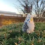 Barnaby Bird - @barnabythebudgie - Instagram