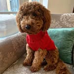 Barnaby - @barnabyboothecockapoo - Instagram