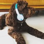 @barnabyboothechocolatecockapoo - Instagram
