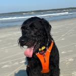 Barnaby Collins - @barnaby_the_labradoodle - Instagram
