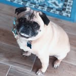 Barnaby Tarzan Craig - @barnabytarzanthepug - Instagram