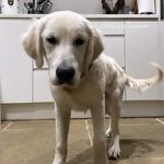Barnaby Evans - @barnaby.thegoldie - Instagram