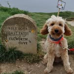Barney Fletcher - @acockapoocalledbarney - Instagram