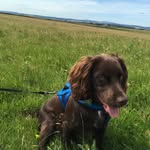 Barney Fletcher - @barney_thecockerspaniel - Instagram