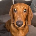 Barney Hughes - @barneythedachshundd - Instagram