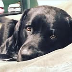 Barnaby James - @barnabythedog0510 - Instagram