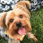 Barnaby Jones - @barnabyjonestheyorkie - Instagram