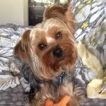 Barnaby Jones🐾 - @barneytheyorkie - Instagram