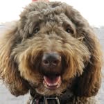 Barnaby Jones Poodle - @barnabyjonespoodle - Instagram