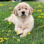 Franklin Hudson Barnaby Jones - @goldenlifewithfranklin - Instagram