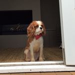👑🐶 Barnaby - @barnabykingcav - Instagram