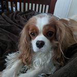 Barnaby - King Charles - @barnaby.cavalier - Instagram
