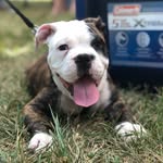 Barnaby Lee - @barnaby_the_bulldog - Instagram