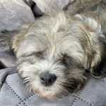 Dora and Barnaby Mello Lee - @doramellolee - Instagram
