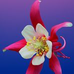 Barnaby Lewis - Facebook