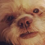 Barney Lewis - @barney_the_little_bear - Instagram