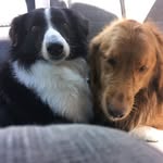 Barney & Marshall - @barneygolden.marshallcollie - Instagram