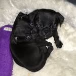 Barney & Marshall - @barney_marshall_pug_adventures - Instagram