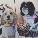 Barney & Marshall - @barney1_marshall2 - Instagram