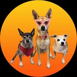 Barney & Marshall & Lucy - @barneymarshallandlucy - Instagram